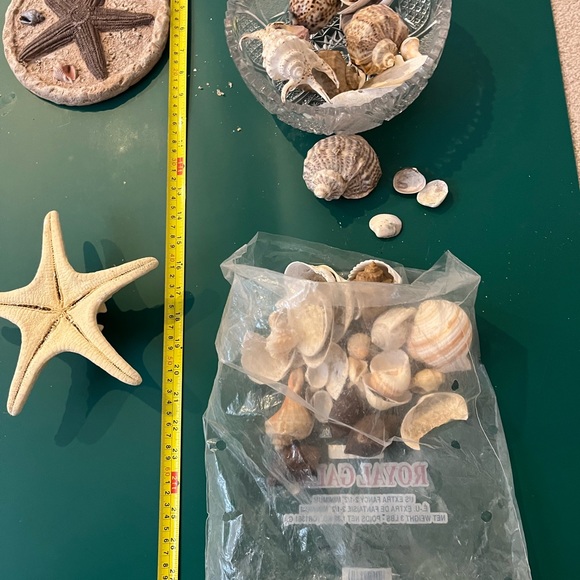 Real Starfish - Picture 14 of 14